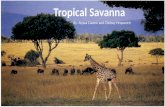 Tropical Savanna By: Chelsey Hropovich and Alyssa Cuomo Tropical Savanna By: Alyssa Cuomo and Chelsey Hropovich