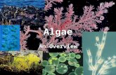 Algae An Overview. Algae Algae are organisms, or living things. It is very important because they make much of Earth’s oxygen. We need oxygen to breath.