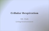 Cellular Respiration Mr. Mah Living Environment. Announcements Vocabulary Quiz on Friday (Tomorrow) Unit 3 Test will be Tuesday of Next Week – December.