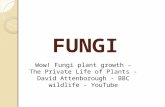 FUNGI Wow! Fungi plant growth - The Private Life of Plants - David Attenborough - BBC wildlife - YouTube.