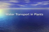 Water Transport in Plants. Getting water to the leaves The leaves need the water to perform photosynthesis without water no photosynthesis. Without photosynthesis.