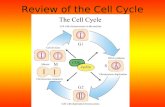 Review of the Cell Cycle. How big is a cell? Answer.
