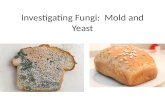 Investigating Fungi: Mold and Yeast. Fungi Fungi are in their own kingdom. – They do not capture their own food like animals and cannot make their own.