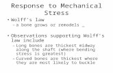 Response to Mechanical Stress Wolff’s law – a bone grows or remodels _ Observations supporting Wolff’s law include – Long bones are thickest midway along.