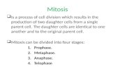 Mitosis  Is a process of cell division which results in the production of two daughter cells from a single parent cell. The daughter cells are identical.