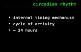 Circadian rhythm internal timing mechanism cycle of activity ~ 24 hours.
