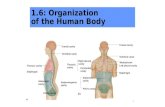 1 1.6: Organization of the Human Body Thoracic cavity Abdominal cavity Diaphragm Pelvic cavity Cranial cavity Vertebral canal (a) Abdominopelvic cavity.