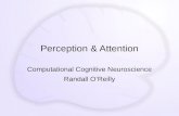 Perception & Attention Computational Cognitive Neuroscience Randall O’Reilly.