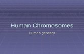 Human Chromosomes Human genetics. Human Genes and Chromosomes  Only about 2% of the DNA in your chromosomes functions as genes (transcribed into RNA).