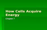 How Cells Acquire Energy Chapter 7.  Photoautotrophs  Carbon source is carbon dioxide  Energy source is sunlight  Heterotrophs  Get carbon and energy.