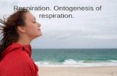 Respiration. Ontogenesis of respiration. Respiration. Ontogenesis of respiration.