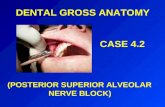 DENTAL GROSS ANATOMY CASE 4.2 (POSTERIOR SUPERIOR ALVEOLAR NERVE BLOCK)