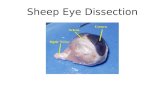 Sheep Eye Dissection. External Anatomy Using your scissors, remove all the fat and muscle tissue surrounding the eyeball. Look at the before and after.