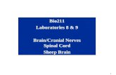 1 Bio211 Laboratories 8 & 9 Brain/Cranial Nerves Spinal Cord Sheep Brain.