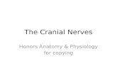 The Cranial Nerves Honors Anatomy & Physiology for copying.