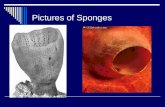 Pictures of Sponges. Kingdom….Animal Phylum…Porifera  Sessile……when an adult  Porous bodies  Aquatic environment  Filter feeders  Water pollution.