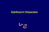 Earthworm Dissection. Students will use the following tools for the earthworm dissection Scalpel Probes Dissecting Pins Rubber Padded Dissecting Tray.