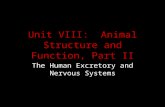 Unit VIII: Animal Structure and Function, Part II The Human Excretory and Nervous Systems.