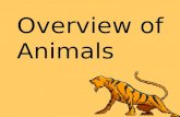 Overview of Animals. Animals are… Eukaryotes Multicellular Consumers.