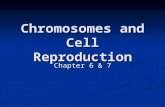 Chromosomes and Cell Reproduction Chapter 6 & 7. I. Chromosomes A. Chromosome- made of 2 exact copies of DNA coiled around proteins (*this is after replication.