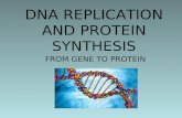 DNA REPLICATION AND PROTEIN SYNTHESIS FROM GENE TO PROTEIN.