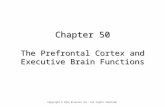 Chapter 50 The Prefrontal Cortex and Executive Brain Functions Copyright © 2014 Elsevier Inc. All rights reserved.