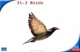End Show Slide 1 of 53 Copyright Pearson Prentice Hall 31-2 Birds.