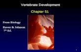 1 Vertebrate Development Chapter 51 From Biology Raven & Johnson 7 th Ed.
