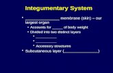 Integumentary System _______________ membrane (skin) – our largest organ Accounts for _____ of body weight Divided into two distinct layers __________.