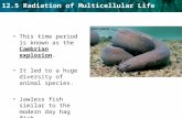 12.5 Radiation of Multicellular Life This time period is known as the Cambrian explosion. It led to a huge diversity of animal species. Jawless fish similar.