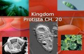 Kingdom Protista CH. 20. Evolution of Eukaryotic Life ENDOSYMBIONT THEORY Early eukaryotes developed symbiotic relationships with prokaryotic cells Prokaryotic.