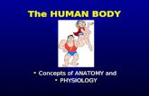 The HUMAN BODY Concepts of ANATOMY and PHYSIOLOGY.