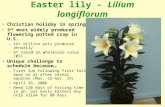Easter lily – Lilium longiflorum Christian holiday in spring 3 rd most widely produced flowering potted crop in U.S. –12+ million pots produced annually.
