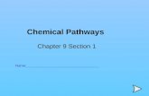 Chemical Pathways Chapter 9 Section 1 Name:___________________________________.