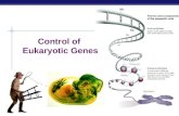 AP Biology Control of Eukaryotic Genes. AP Biology The BIG Questions… How are genes turned on & off in eukaryotes? How do cells with the same genes differentiate.