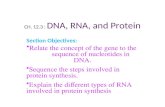 CH. 12.3 : DNA, RNA, and Protein Section Objectives: Relate the concept of the gene to the sequence of nucleotides in DNA. Sequence the steps involved.