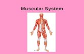 Muscular System. The muscular system is composed of muscle tissue that is highly specialized to contract (shorten) when stimulated myo, sarco = muscle.
