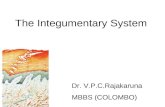 The Integumentary System Dr. V.P.C.Rajakaruna MBBS (COLOMBO)