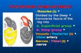 POSTERIOR COMPARTMENT (1) Muscles : (1) Muscles : Divided by the Deep transverse fascia of the leg into : Divided by the Deep transverse fascia of the.