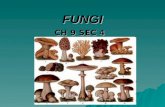 FUNGI CH 9 SEC 4 GOAL/PURPOSE  AFTER COMPLETING THE LESSON, STUDENTS WILL BE ABLE TO  NAME THE CHARACTERISTICS FUNGI SHARE  EXPLAIN HOW FUNGI REPRODUCE.