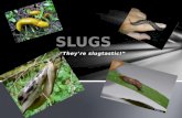 “They’re slugtastic!”. Where do slugs live? We love to live in moist areas.