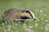 Badger Cull Bassetsbury Badgers. Why cull badgers? Badgers are blamed for spreading the bovine tuberculosis (bTB) disease to dairy cows... by some people.
