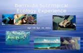 Bermuda Subtropical Ecology Experience Apr. 19- Apr. 24, 2015.