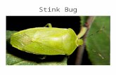Stink Bug. Minute Pirate Bug Big Eyed Bug Damsel Bug.