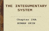 THE INTEGUMENTARY SYSTEM Chapter 24A HUMAN SKIN. Skin Stats … Approx 1.9 square meters (about 18 sq. feet) of skin cover the body Average thickness is.