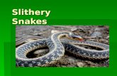 Slithery Snakes Vocabulary  Species- A group of animals or plants that have many characteristics in common.  Surroundings- The objects, influences.