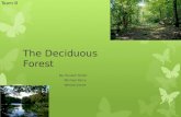 The Deciduous Forest By: Russell Smith Michael Perry Weston Jones Team B.