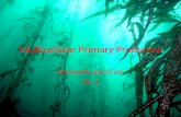 Multicellular Primary Producers Seaweeds and Grass Ch. 6.