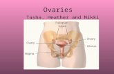 Ovaries Tasha, Heather and Nikki. Topics Intro Location Hormones secreted Target cells affected by hormones Feedback Complication due to damage of the.