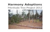 Harmony Adoptions Montvale Tree Project 2012. And here we go…..